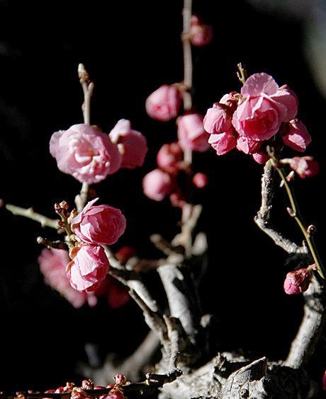 梅花之美（探究梅花在文化中的象征意义）