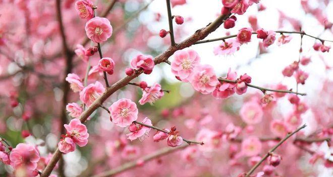 梅花到底怕不怕晒（揭秘梅花的“晒力值”及其适应环境）