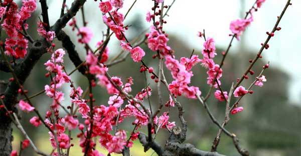 梅花秋天可移栽吗（梅花的成长习性与适宜移栽时间、地点、方法、注意点等详解）