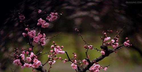 梅花生长的环境与特点（探究梅花喜欢生长的地方及其影响）