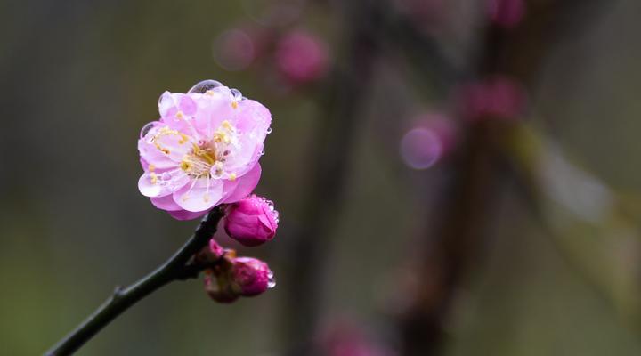 梅花的四季之美（冬春之际）