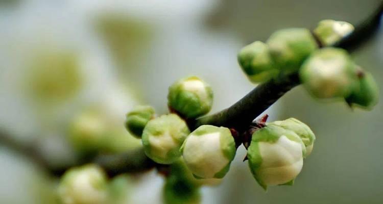 梅花的发芽和生长周期（了解梅花的生长过程）