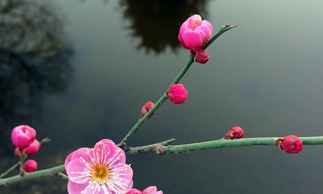 梅花的发芽和生长周期（了解梅花的生长过程）