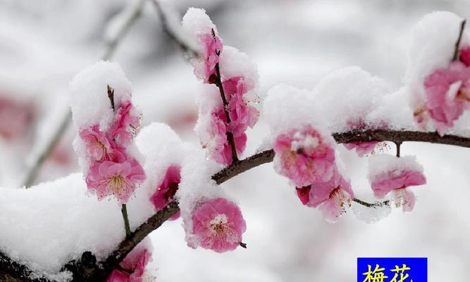 梅花的发芽和生长周期（了解梅花的生长过程）