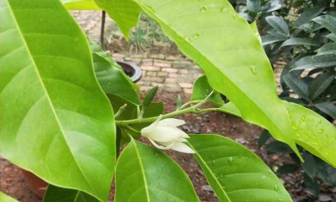 梅花是单子叶植物吗（梅花的生物学特征及分类研究）