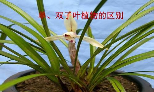 梅花是单子叶植物吗（梅花的生物学特征及分类研究）