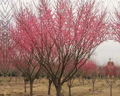 梅花是木本植物吗（探秘梅花的生长习性和繁殖方式）