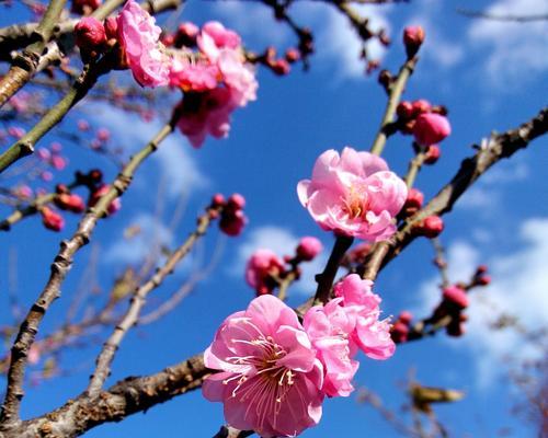 世界国花——梅花（探寻梅花的神秘起源和深厚文化底蕴）