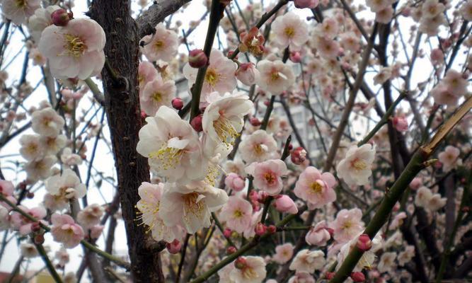 揭秘中国梅花之都——南京市（南京市花为梅花）