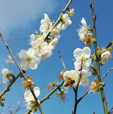 揭秘中国梅花之都——南京市（南京市花为梅花）