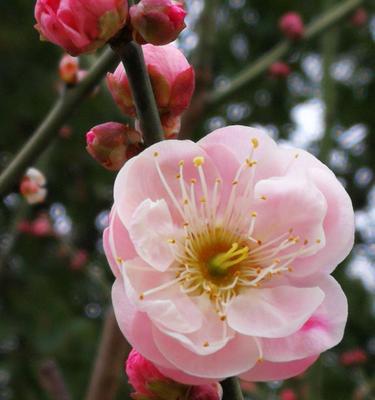 梅花的开放季节（春节的梅花盛宴）