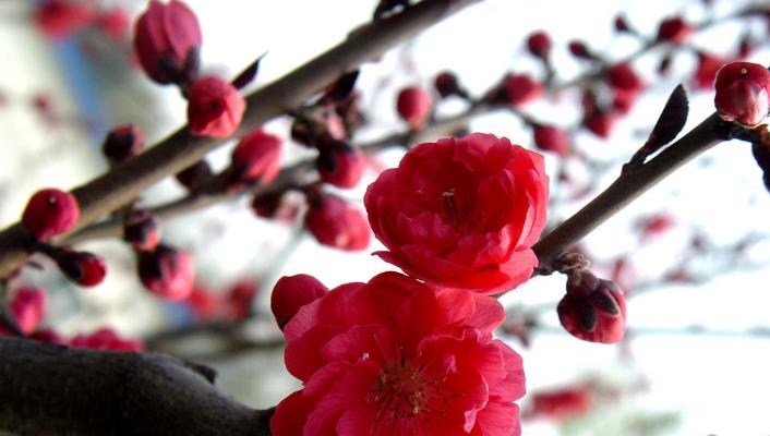 梅花的开放季节（春节的梅花盛宴）