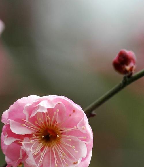 梅花的美丽与神秘——探寻梅花的魅力