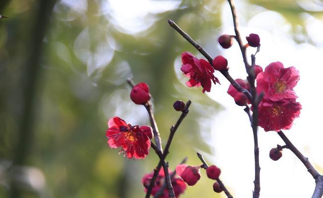 梅花，优美的寒冬之花（探究梅花的品种）