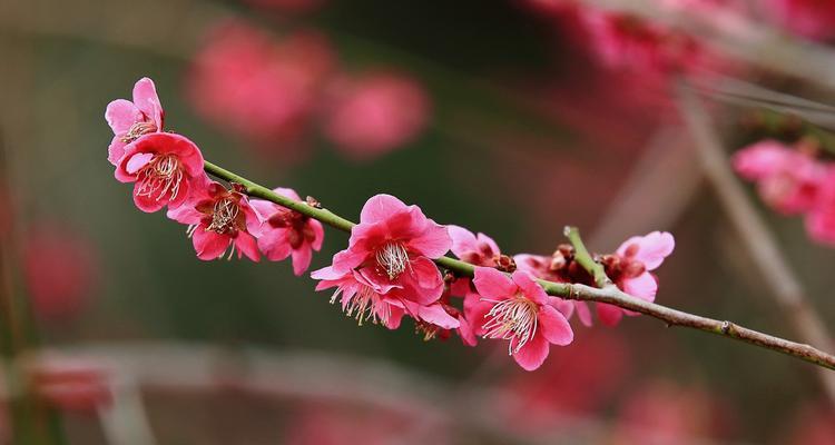 梅花，优美的寒冬之花（探究梅花的品种）