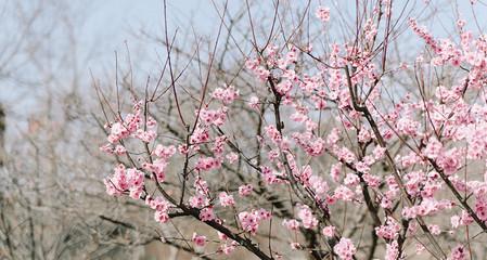 梅花之谜（揭开梅花真正的身份）