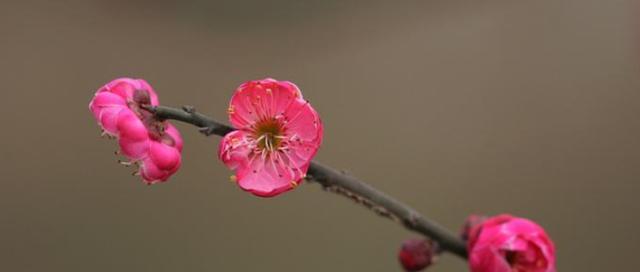 梅花（探究梅花的类型及特征）