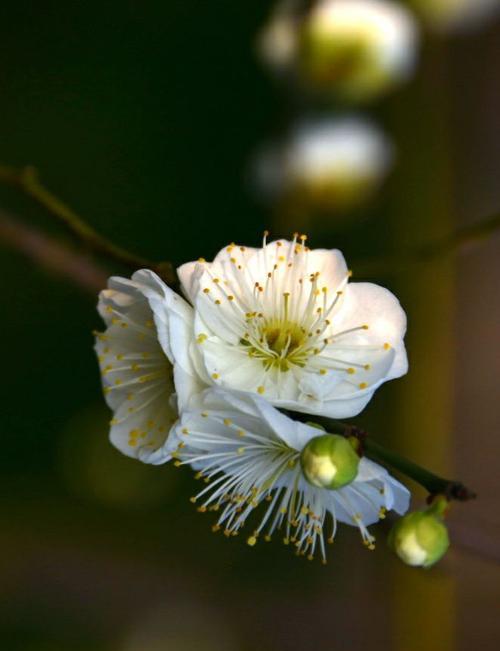 梅花——一种常见的中华园林植物（特征）