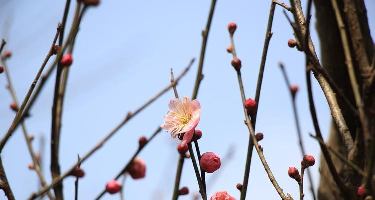 梅花——一种常见的中华园林植物（特征）