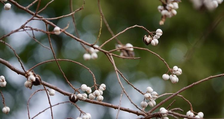 梅花树果实实现传说中的“梅子连枝”（探究梅花树结果实真相）