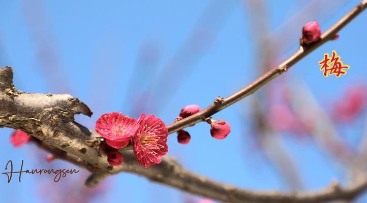 梅花喜欢阳光的原因（揭秘梅花的生长习性与环境需求）