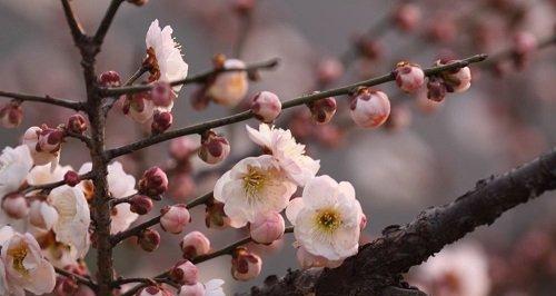 梅花的开花周期（探究梅花的开花规律及其生长环境）