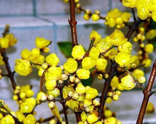 探秘梅花之品种多样性（梅花品种详解）