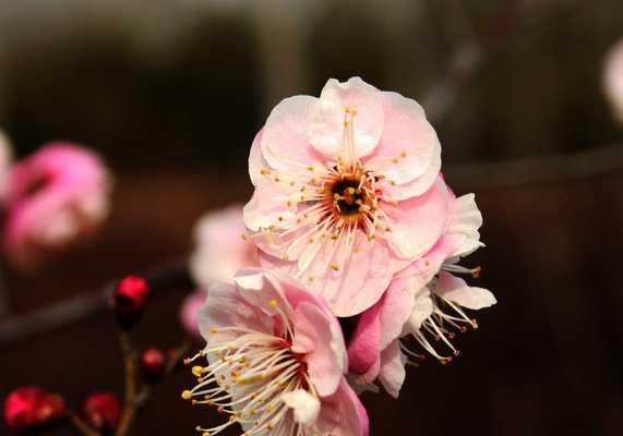 梅花之色——追寻梅花的七彩色彩（探寻梅花的颜色世界）