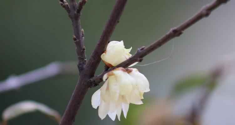 梅花的香味与神秘（探寻梅花散发的香气及其意义）