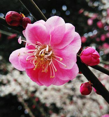 梅花——冬季独树一帜的开花植物（梅花开放的奥秘和鲜花美丽的绽放）