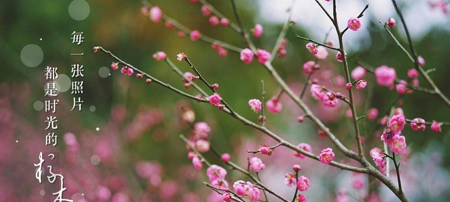 梅花过冬的关键方法（让梅花健康度过寒冷季节）