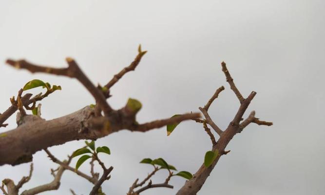 打造美丽的梅花（梅花修剪）