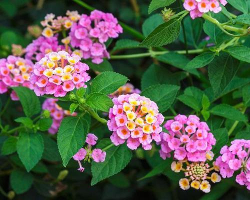 打造美丽的梅花（梅花修剪）