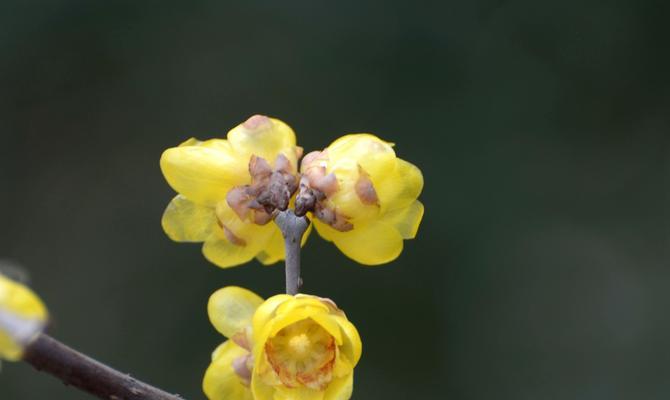 梅花养护大全（如何养好梅花）