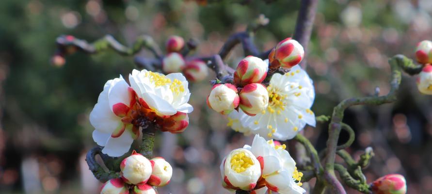 如何养护梅花，让它更加旺盛（关于梅花的生长习性）