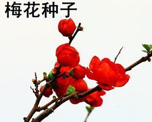 探究梅花种子的来源（梅花的生命之谜）