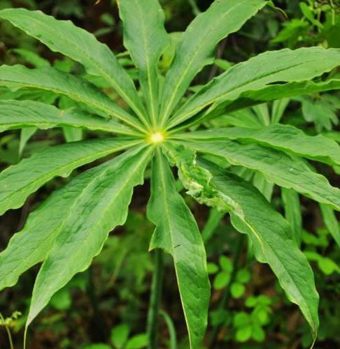 梅不是单子叶植物，它属于什么类型的植物（探究梅的叶子特征及分类归属）