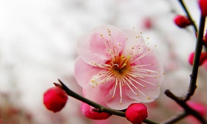 梅州市花：梅花的象征寓意