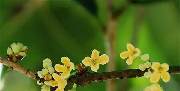 梅州市花：梅花的象征寓意