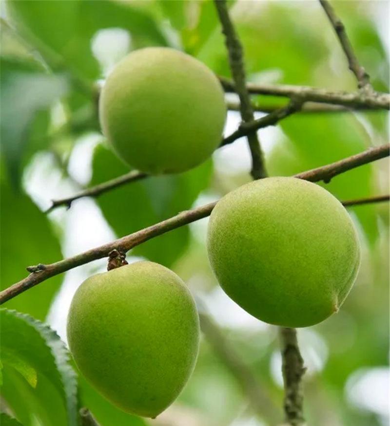 梅子上市成熟季节详解（了解梅子成熟的时间）