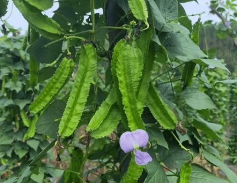 如何选择适合种植眉豆的时间（掌握正确的种植时间）