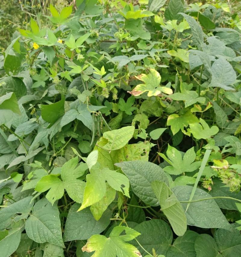 如何选择最佳的眉豆种植时间及方法（探讨种植眉豆的最佳时间和最优方法）