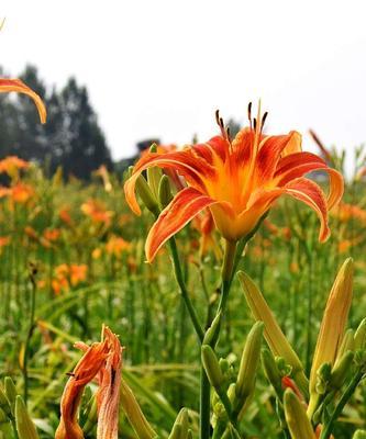 以萱草花的花语（探寻花海中的心灵寄托）