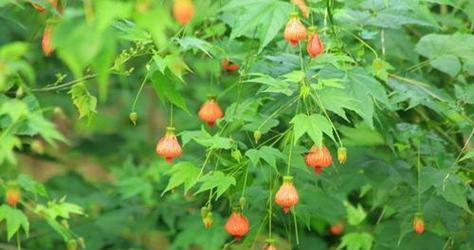 悬铃花花语之美——探寻这朵花的深层意义（悬铃花的花语与象征）