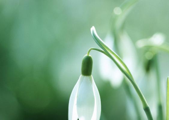 雪滴花花语传说（凝结的爱与希望——雪滴花的花语传说）