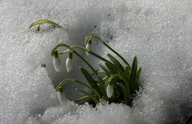 雪滴花花语传说（凝结的爱与希望——雪滴花的花语传说）