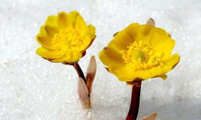 雪莲花的花语——美丽与坚韧并存（探秘雪莲花的意义与象征）