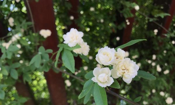 雪球花花语之美（揭秘花语与心灵的奇妙交流）