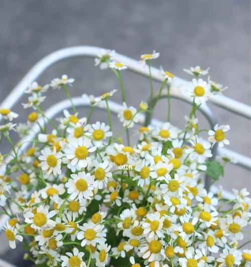 洋甘菊（洋甘菊的象征意义与美丽传说）