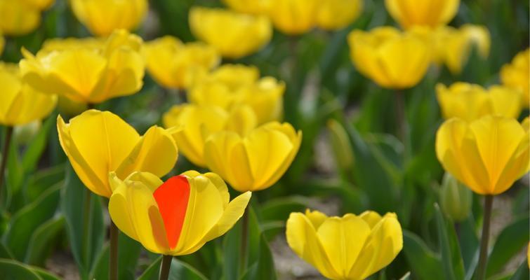 野生郁金香的花语贞操（传递深沉的情感）